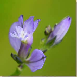 Polygala vulgaris...