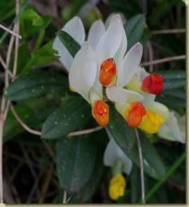 Polygala chamaebuxus...