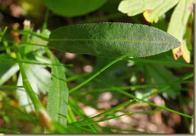 Persicaria vivipara...