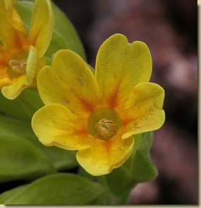 Primula veris...