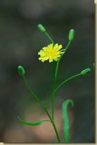 Crepis paludosa...