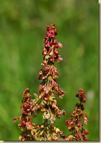 Rumex alpinus...