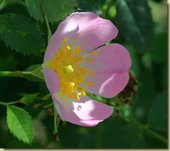 Rosa canina...