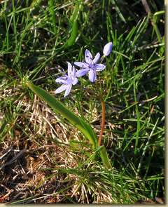 Scilla bifolia...