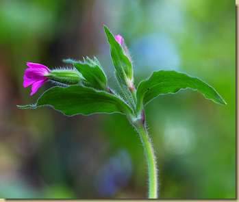 Silene dioica...