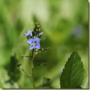 Veronica beccabunga...