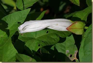 Calystegia sepium...