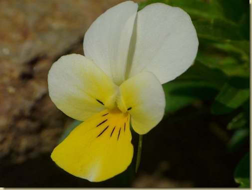 Viola tricolor...