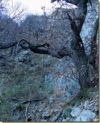 risalendo il pendio boscoso laterale...