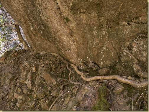 radice in cerca di nutrimento...