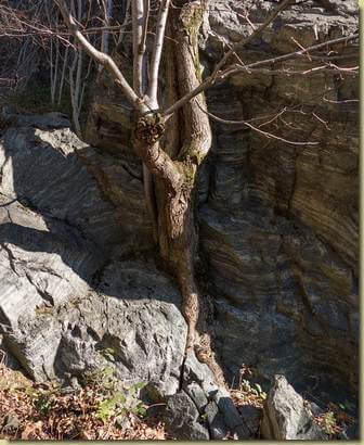 la pianta nella roccia...