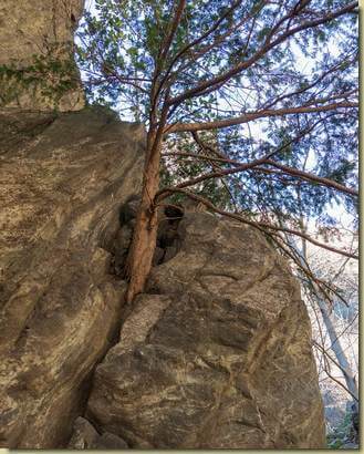 la pianta nella roccia...